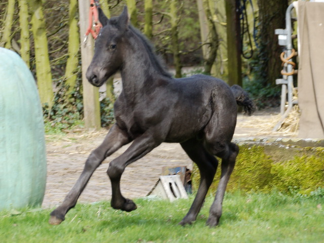 Fohlen Ronja 2016